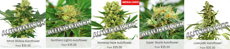 Autoflowering Cannabis Seeds Canada Delivery Guaranteed