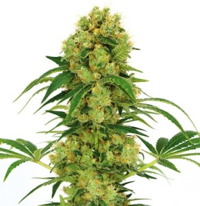 Big Bud Cannabis Seeds Canada