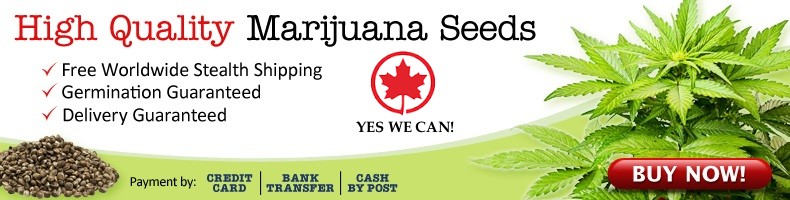 Buy Cannabis Seeds Canada Shipping