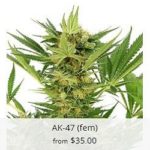 AK-47 Marijuana Seeds