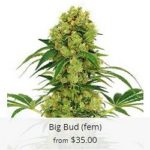 Big Bud Marijuana Seeds