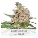 Blue Dream Marijuana Seeds