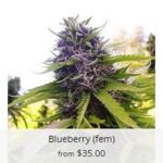 Blueberry Marijuana Seeds