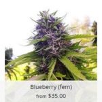 Blueberry Marijuana Seeds
