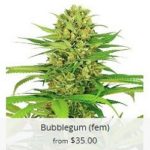 Bubblegum Marijuana Seeds