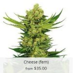 Cheese Marijuana Seeds