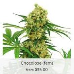 Chocolope Marijuana Seeds