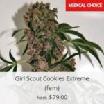 Girl Scout Cookie Marijuana Seeds