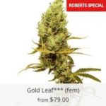 Gold Leaf Marijuana Seeds