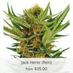 Jack Herer Marijuana Seeds