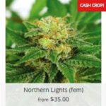 Northern Lights Marijuana Seeds