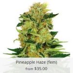 Pineapple Haze Marijuana Seeds