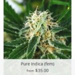 Pure Indica Marijuana Seeds