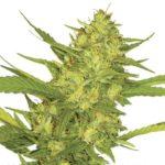 Sour Diesel Seeds