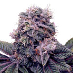 Blackberry kush Seeds