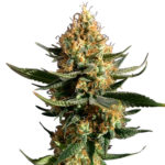 Chemdawg Seeds