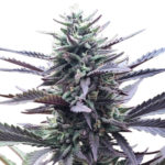 L.A. Confidential Seeds