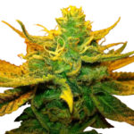 Mango Kush Seeds