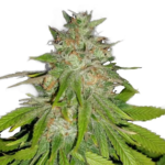 Agent Orange Feminized Seeds