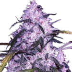 Black Widow Feminized Seeds