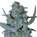 Blue Cheese Feminized Seeds