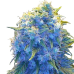 Blue Haze Feminized Seeds