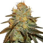 Bruce Banner Feminized Seeds