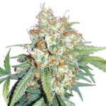 Cherry Pie Feminized Seeds