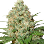 Candy Kush Feminized Seeds