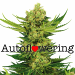 Cheese Autoflowering Seeds