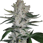 Gorilla Glue Feminized Seeds