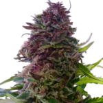 Grand Daddy Purple Feminized Seeds