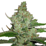 Hindu Kush Feminized Seeds