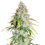 Master Kush Feminized Seeds