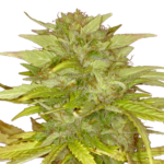 Orange Bud Feminized Seeds