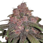 Purple Kush Feminized Seeds