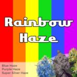 Rainbow Haze Mix Pack Seeds