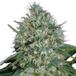 White Rhino Feminized Seeds