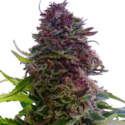 CBD Blueberry Cannabis Seeds