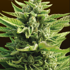 CB Diesel Medical Marijuana Seeds