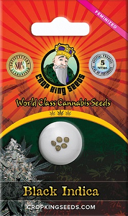 Buy Black Indica Cannabis Seeds