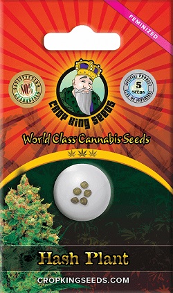 Buy Hash Plant Cannabis Seeds