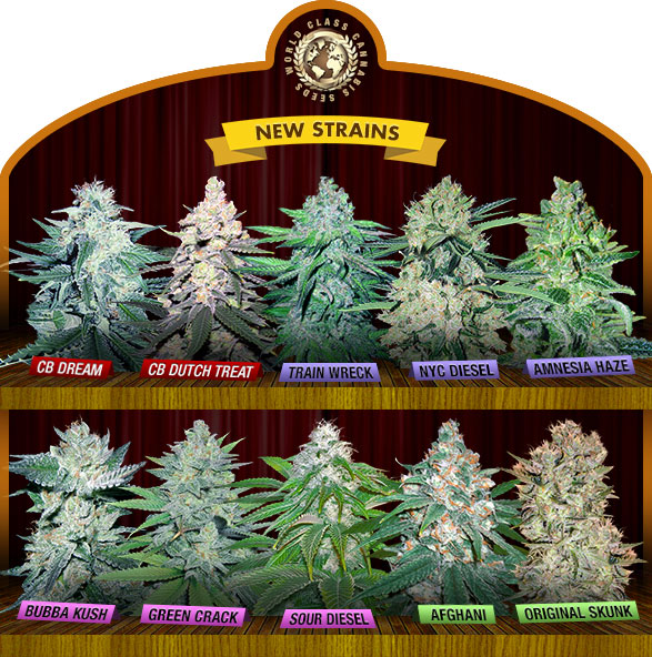 New Cannabis Seeds 2020
