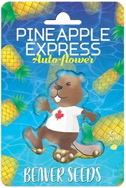 Beaver Seeds Pineapple Express Autoflower