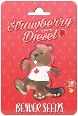 Beaver Seeds Strawberry Diesel