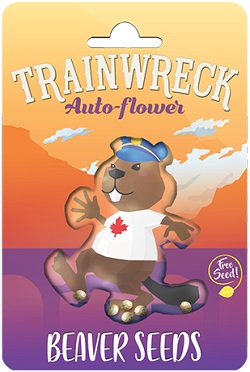 Beaver Seeds Trainwreck Autoflower