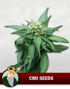 Crop King CBD Marijuana Seeds