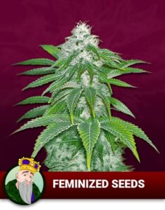 Crop King Feminized Marijuana Seeds