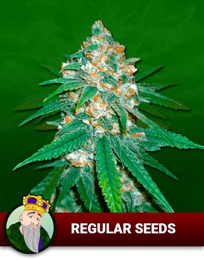 Crop King Regular Marijuana Seeds