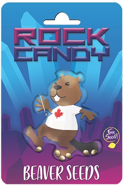 Beaver Seeds Rock Candy